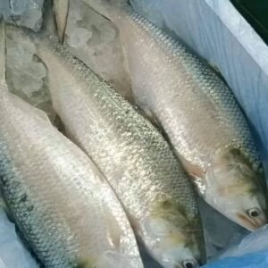 ৫ পিস মাছে ১০ কেজি=৪০০০ টাকা।